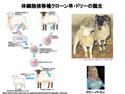 体細胞核移植クローン羊・ドリーの誕生